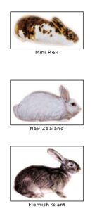 The Benefits of Raising Rabbits on the Homestead Image